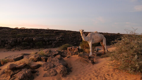 Mauritanie 2019, P1022491