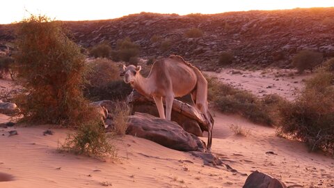 Mauritanie 2019, P1022494