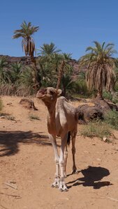 Mauritanie 2019, P1022506