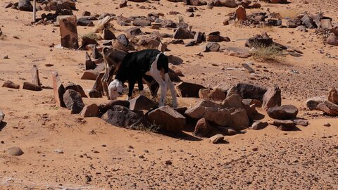 Mauritanie 2019, P1022518
