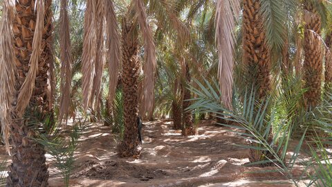 Mauritanie 2019, P1022522