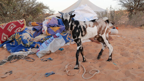 Mauritanie 2019, P1022547