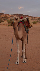 Mauritanie 2019, P1022561