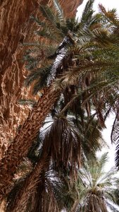 Mauritanie 2019, P1022591