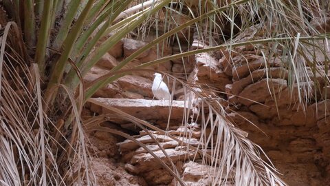 Mauritanie 2019, P1022600