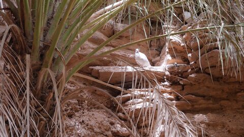 Mauritanie 2019, P1022601