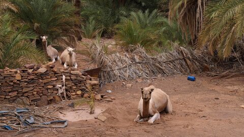 Mauritanie 2019, P1022609