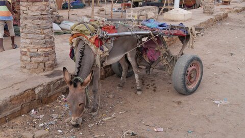 Mauritanie 2019, P1022628