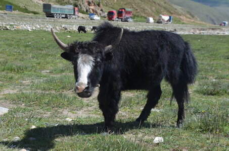 Tibet 2019 , J13-GDU_0036