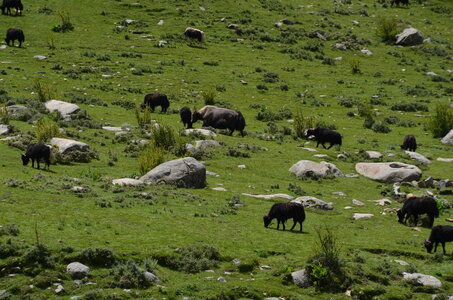 Tibet 2019 , J15-GDU_0205