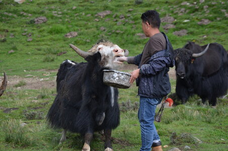 Tibet 2019 , J15-GDU_0285