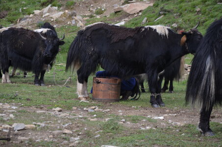 Tibet 2019 , J15-GDU_0295