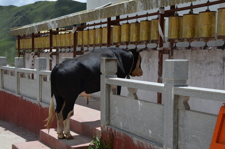 Tibet 2019 , J19_GDU_0741
