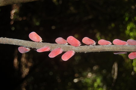 Phromnia rosea, Madagascar, 000546