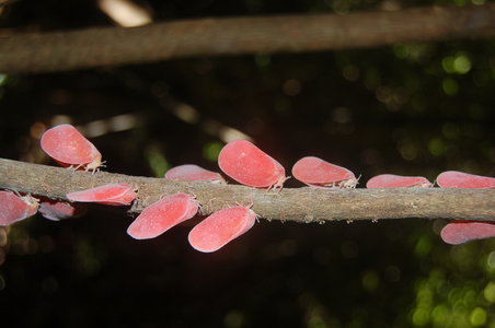 Phromnia rosea, Madagascar, 000548