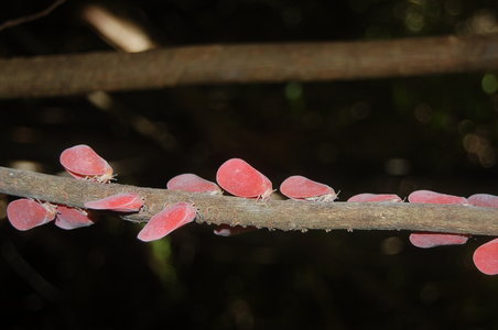 Phromnia rosea, Madagascar, 000551