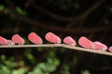 Phromnia rosea, Madagascar, 000555
