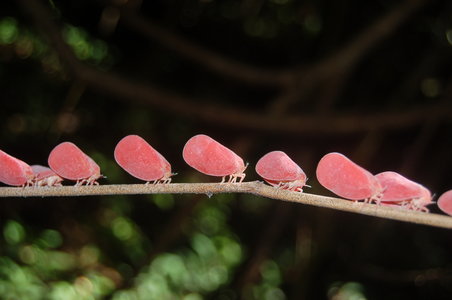Phromnia rosea, Madagascar, 000556