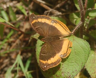 Nymphalidae-Nymphalinae-Junonia eurodoce - Madagascar, DSC_0687-1