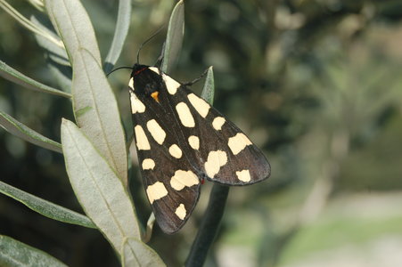 Arctia villica-Samos, DSC_0651