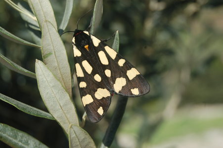 Arctia villica-Samos, DSC_0652