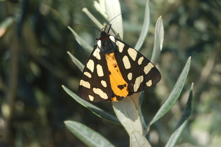 Arctia villica-Samos, DSC_0661