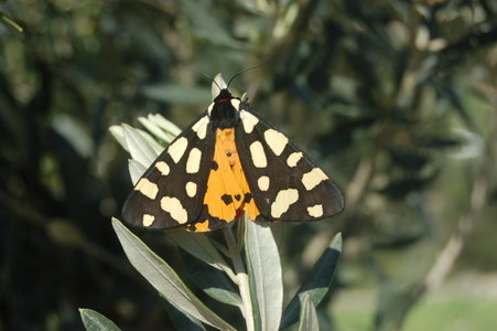 Arctia villica-Samos, DSC_0667