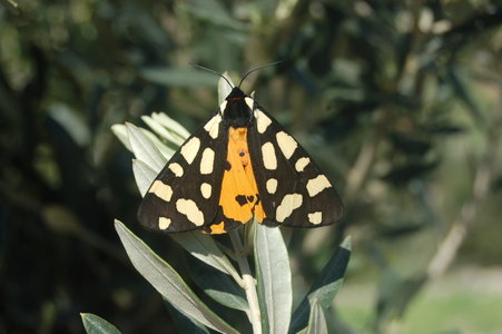 Arctia villica-Samos, DSC_0669