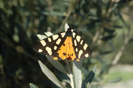 Arctia villica-Samos, DSC_0670