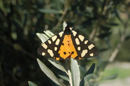 Arctia villica-Samos, DSC_0672
