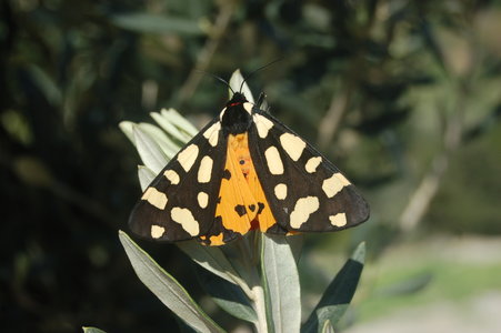 Arctia villica-Samos, DSC_0674