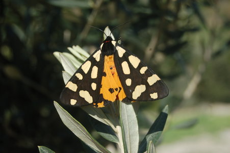 Arctia villica-Samos, DSC_0675
