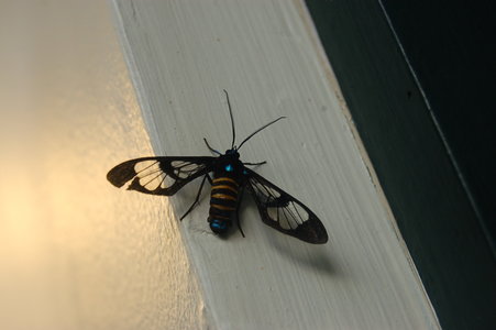 Euchromia sp-Costa Rica, DSC_0626