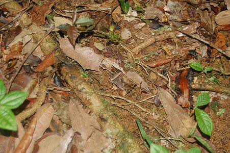 Satyridae-Gnophodes betsimena-Madagascar (Andasibé), DSC_0646