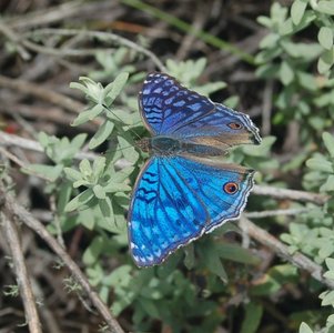 Nymphalidae-Nymphalinae-Precis rhadama, Madagascar, DSC_0026