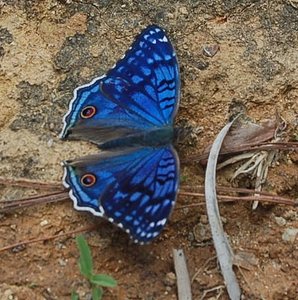 Nymphalidae-Nymphalinae-Precis rhadama, Madagascar, DSC_0850