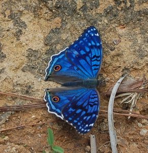 Nymphalidae-Nymphalinae-Precis rhadama, Madagascar, DSC_0853