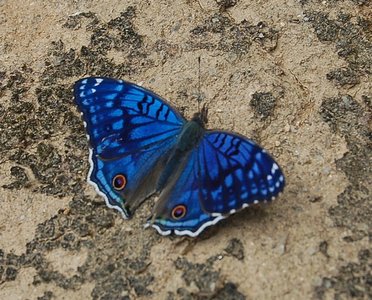 Nymphalidae-Nymphalinae-Precis rhadama, Madagascar, DSC_0865