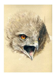 behii, The errant