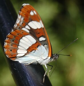 Nymphalidae-Limenitinae-Limenitis reducta (le Sylvain azuré)-Gagnières, 000426