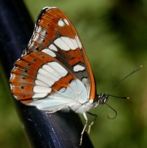 Nymphalidae-Limenitinae-Limenitis reducta (le Sylvain azuré)-Gagnières, 000427