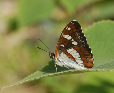 Nymphalidae-Limenitinae-Limenitis reducta (le Sylvain azuré)-Gagnières, 001438 