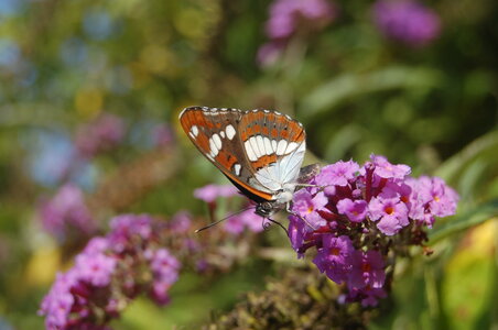 Nymphalidae-Limenitinae-Limenitis reducta (le Sylvain azuré)-Gagnières, 001442