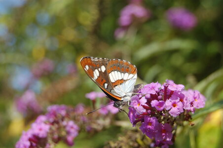 Nymphalidae-Limenitinae-Limenitis reducta (le Sylvain azuré)-Gagnières, 001445
