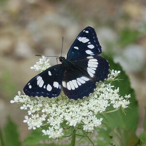 Nymphalidae-Limenitinae-Limenitis reducta (le Sylvain azuré)-Gagnières, B000075