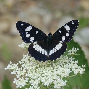 Nymphalidae-Limenitinae-Limenitis reducta (le Sylvain azuré)-Gagnières, B000076
