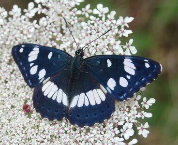 Nymphalidae-Limenitinae-Limenitis reducta (le Sylvain azuré)-Gagnières, B000086