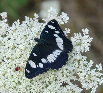 Nymphalidae-Limenitinae-Limenitis reducta (le Sylvain azuré)-Gagnières, B000146