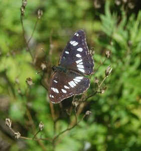 Nymphalidae-Limenitinae-Limenitis reducta (le Sylvain azuré)-Gagnières, B000469