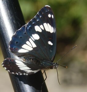 Nymphalidae-Limenitinae-Limenitis reducta (le Sylvain azuré)-Gagnières, Copie de 000423